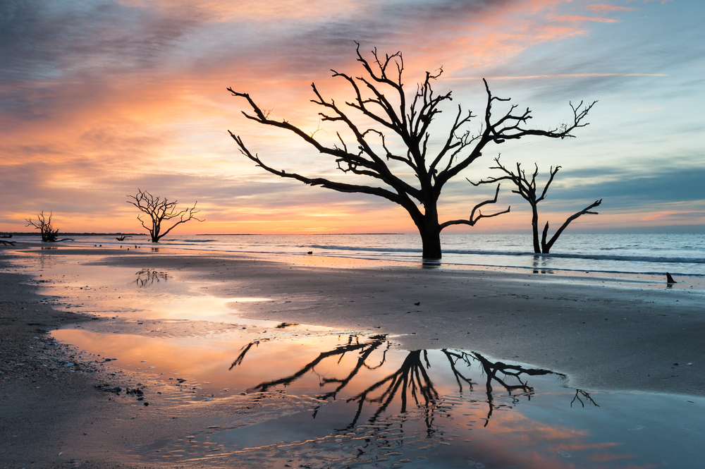 A dead tree on the beach in Botany Bay, sun rise pictured in the background